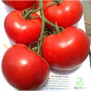 Луанова F1 - томат індетермінантний, 500 насінин, Enza Zaden Голландія фото, цiна